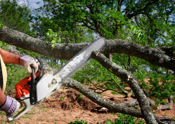 Tree Branch Trimming in Meggett, SC